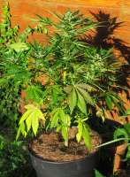 Auto Orange Bud archive 5