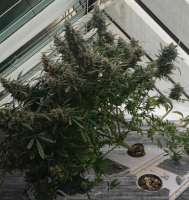 Auto Skywalker Haze archive 1