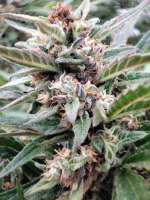 Banana Blaze archive 4