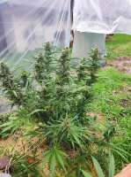 Banana Blaze archive 5