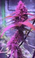 Blueberry: strain page photo, credit seedfinder.eu, copyright status shown with credit copyright unverified