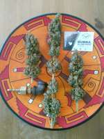 An image of Bubba Island Kush