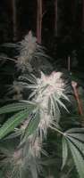 An image of Bubba Island Kush
