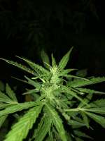 An image of CBD Auto Charlotte's Angel