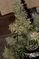 An image of CBD Auto Compassion Lime