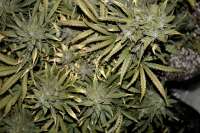 An image of CBD Auto Compassion Lime