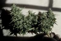 An image of CBD Auto Compassion Lime