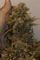 An image of CBD Auto Compassion Lime