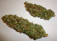An image of Californian Orange