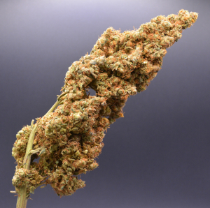 Desfrán's picture by MontanaManMedical