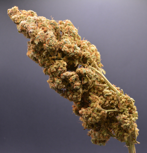 Desfrán's picture by MontanaManMedical