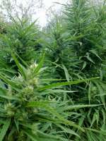 An image of Frisian Dew