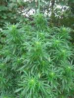 An image of Frisian Dew