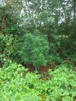 An image of Frisian Dew