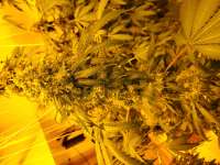 Kerosene Krash archive 1