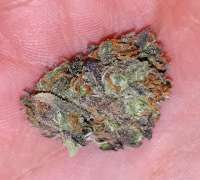 An image of Lemon Zkittle