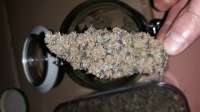 An image of Lemon Zkittle
