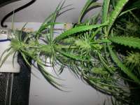 Mekong High archive 5