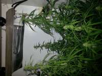 Mekong High archive 6