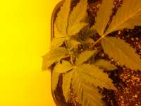 Mekong High archive 4