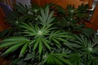 Night Queen archive 1