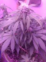 Orange Bud: strain page photo, credit seedfinder.eu, copyright status shown with credit copyright unverified