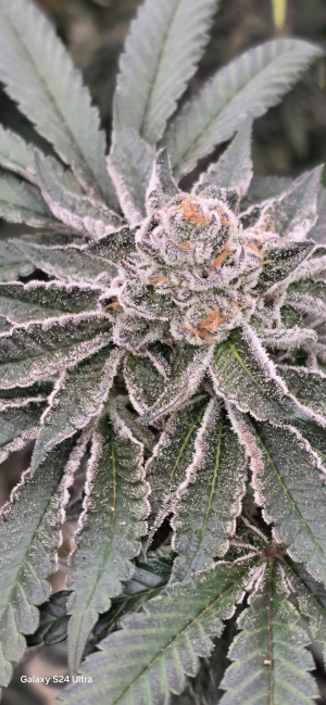 An image of Orange Bud 2.0