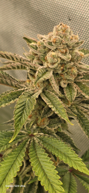 An image of Orange Bud 2.0