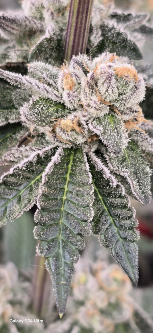 An image of Orange Bud 2.0