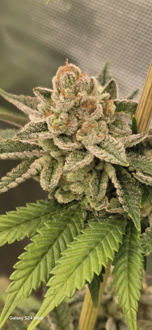 An image of Orange Bud 2.0