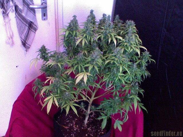 Outlaw flowering cannabis, as labeled by the cited photo source