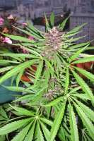An image of Purple #1