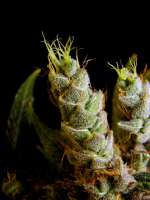 Skywalker: strain page photo, credit seedfinder.eu, copyright status shown with credit copyright unverified