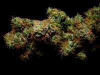 An image of Strawberry Cough