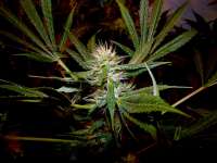 An image of Strawberry Cough