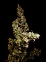 An image of Strawberry Cough
