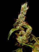 An image of Strawberry Cough
