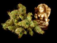 Strawberry Cough: strain page photo, credit seedfinder.eu, copyright status shown with credit copyright unverified
