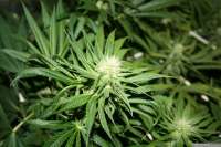 An image of Super Haze