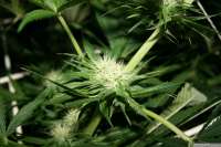 An image of Super Haze