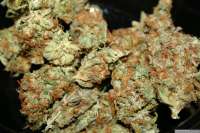An image of Super Haze