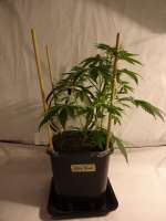 An image of Ultra Skunk
