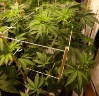 An image of Ultra Skunk