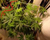 An image of Ultra Skunk