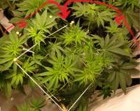 An image of Ultra Skunk
