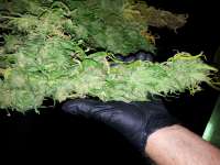 Laughing Tiger archive 1