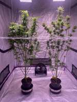 Auto Laughy Taffy archive 1