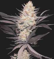 Peach Ringz: strain page photo, credit seedfinder.eu, copyright status shown with credit copyright unverified