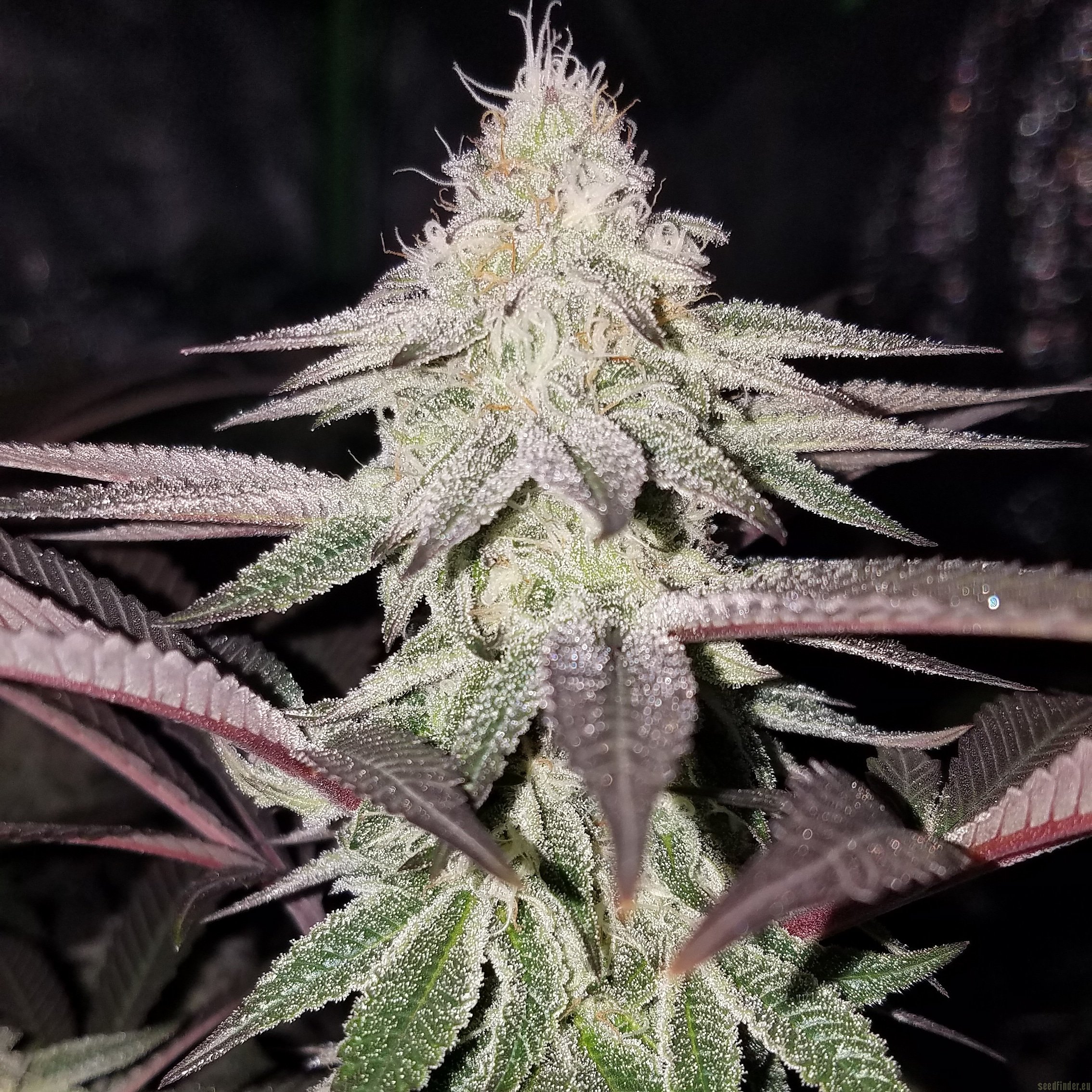 Huckleberry Kush flowering cannabis, as labeled by the cited photo source