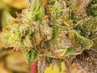 Kali Snapple archive 1